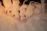 TETER - BERGER BLANC SUISSE 014